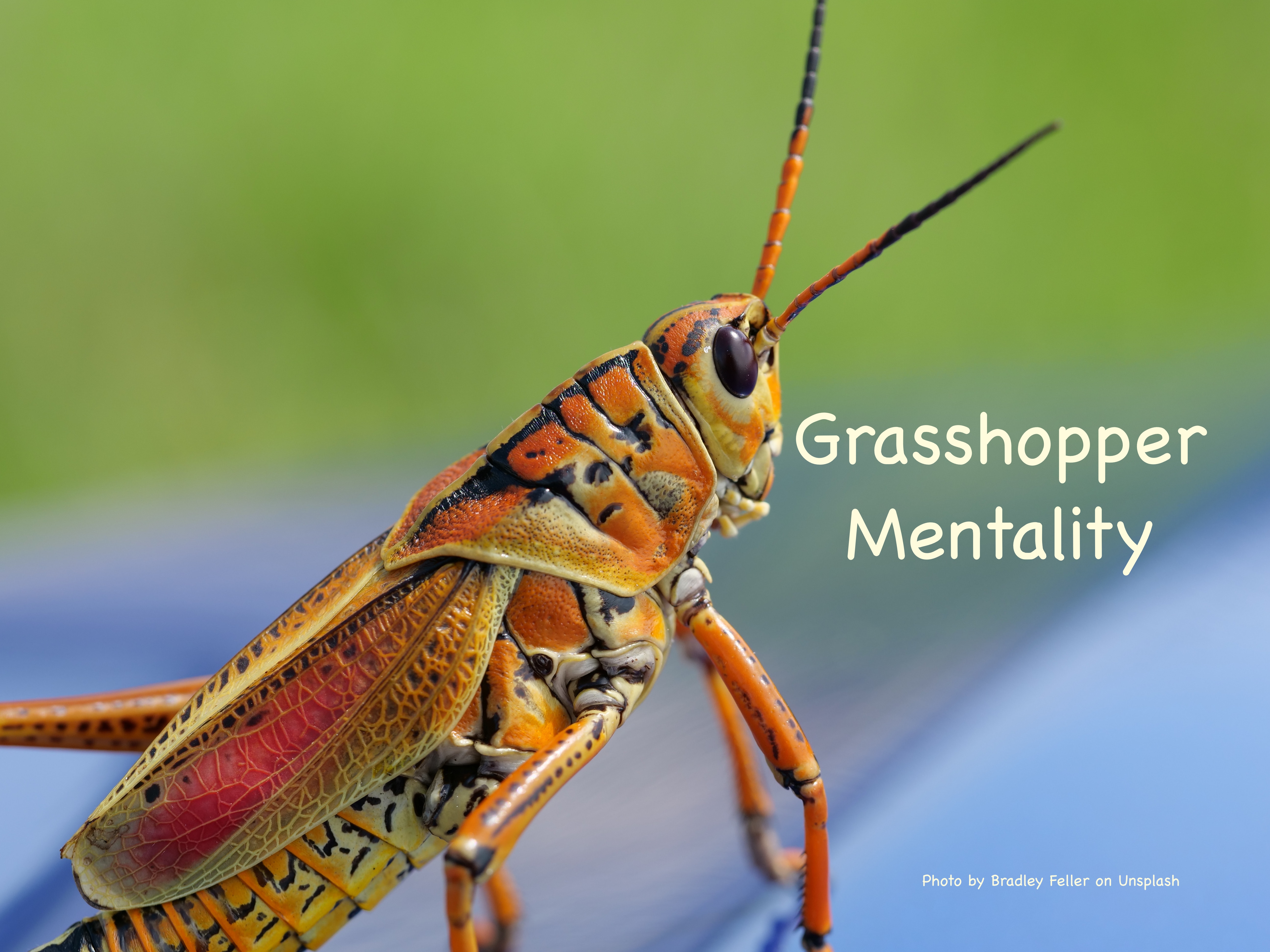 Жизнедеятельность насекомых. Giant Grasshopper. Leader of the Grasshoppers.